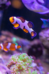 Peixes no aquário com corais