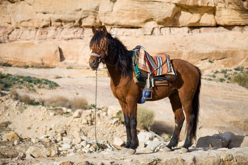 A beautiful brown horse standing on the sand on a background of sand rocks.