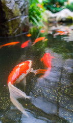 Coy Fish in a pond