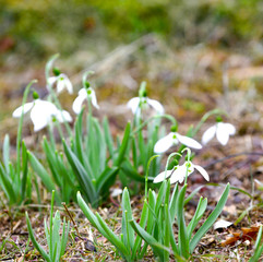 Snowdrop or common snowdrop Galanthus nivalis flowers, shallow dof