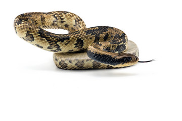 False water cobra isolated on white background
