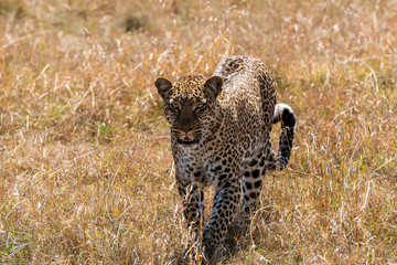 A leopard named Kanoso walking through the high grasses in the plains of Africa inside Masai Mara National Reserve during a wildlife safari