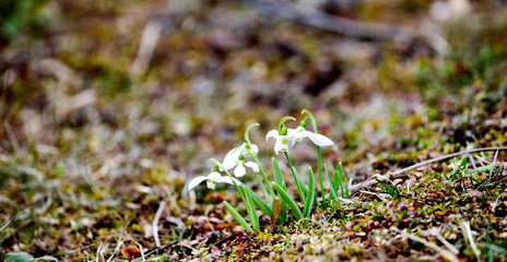Snowdrop or common snowdrop Galanthus nivalis flowers, shallow dof