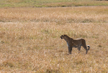 A leopard named Kanoso walking through the high grasses in the plains of Africa inside Masai Mara...