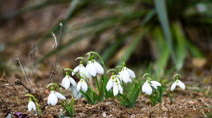 Snowdrop or common snowdrop Galanthus nivalis flowers, shallow dof