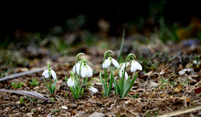 Snowdrop or common snowdrop Galanthus nivalis flowers, shallow dof