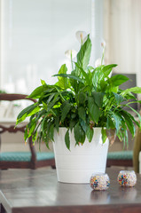 Blooming peace lily plant with big green leaves near window brings positive vibes to a Scandinavian home office in Finland. Decorative candles on a wooden table and antique chairs on the background.