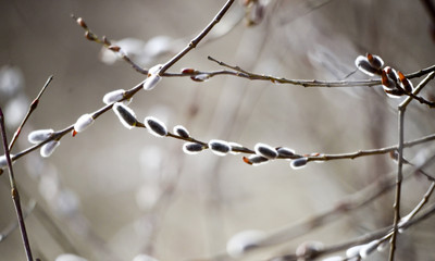 willow buds on the twig, spring theme
