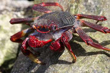 rote_Klippenkrabbe