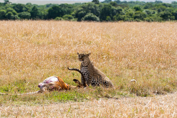 A female leopard dragging an impala carcass through the grasslands of Masai Mara National Reserve during a wildlife safari