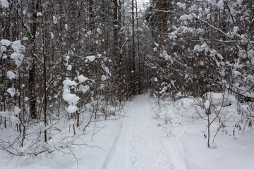 Winter landscape, trees under the snow, Russia