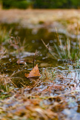 autumn leaves in forest