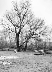 Black and White Tree and horse