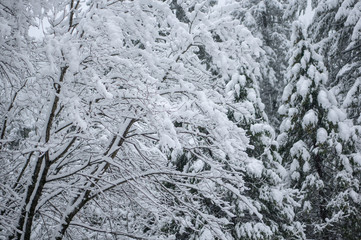Trees Bending under Weight of Snow