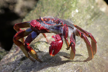 rote_Klippenkrabbe