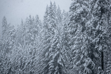 Snow Covered Trees
