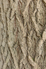 Old tree trunk texture