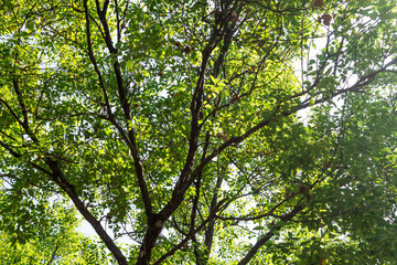 Background of nature