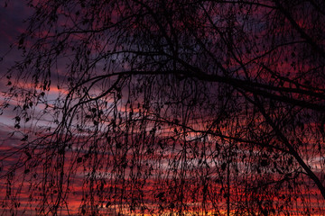 Silhouette of tree branches on the background of a multi-colored sunset