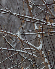 The branches of a bush under the snow in the forest