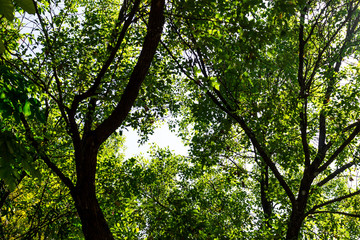 Background of nature