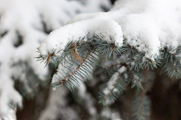 A branch of blue spruce under the snow