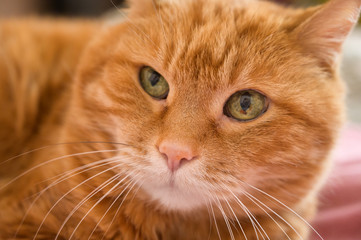 Adorable red cat. Selective focus.