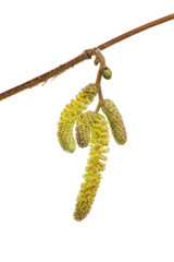Catkins on a branch