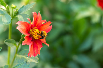 Bumblebee on dahlia flower