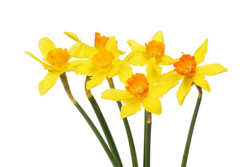 Group of daffodil flowers