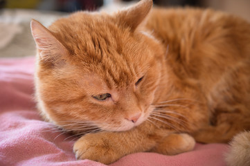 Adorable red cat. Selective focus.