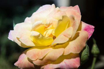 Fototapeta na wymiar Yellow rose flower