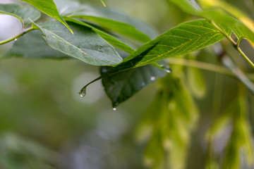 Obraz premium Green leaves of a tree with raindrops