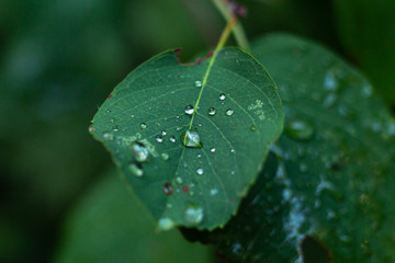 Green leaves of a tree with raindrops