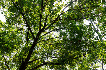 Fototapeta premium Background of nature