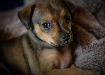 Miniature pinscher puppy - selective focus and shallow depth of field.