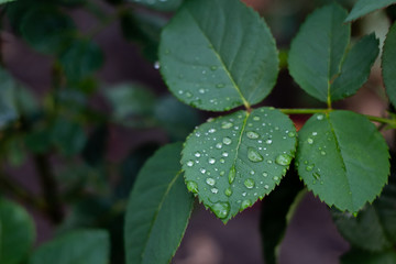 Rose leaves with raindrops