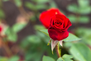 Red rose flower in the garden