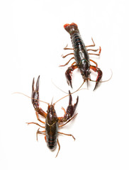 cray isolated on white background