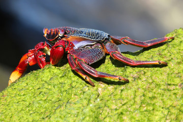rote_Klippenkrabbe