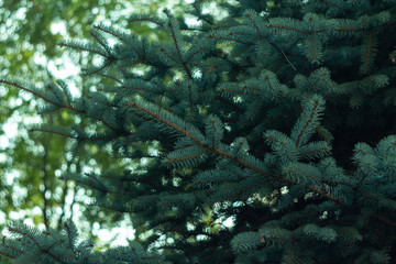 Fototapeta na wymiar Blue spruce branches