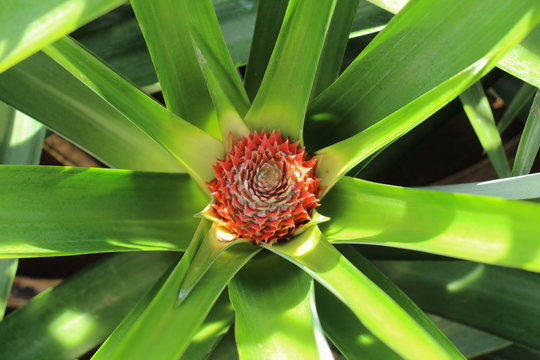Ananas Plantage