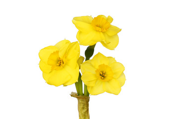 Narcissus flowers isolated