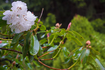 Rhododendron inflorescence on the background of green foliage