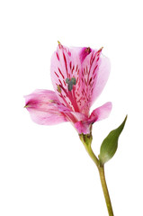 Purple alstroemeria flower