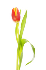 Tulip flower and foliage