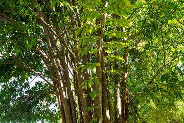 Background of nature