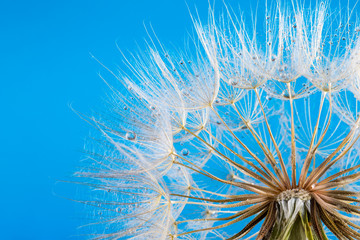  macro photo of dandelion seeds with water drops