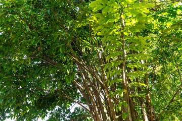 Background of nature