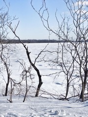 tree in winter frozen river